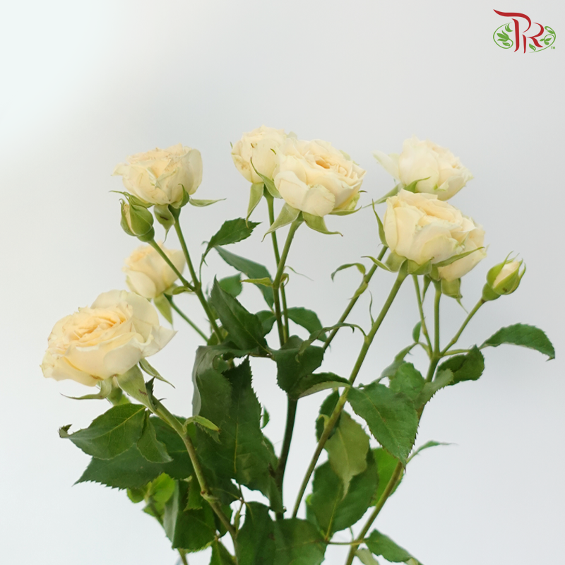 Rose Spray - Light Orange 2 (Per Bunch)