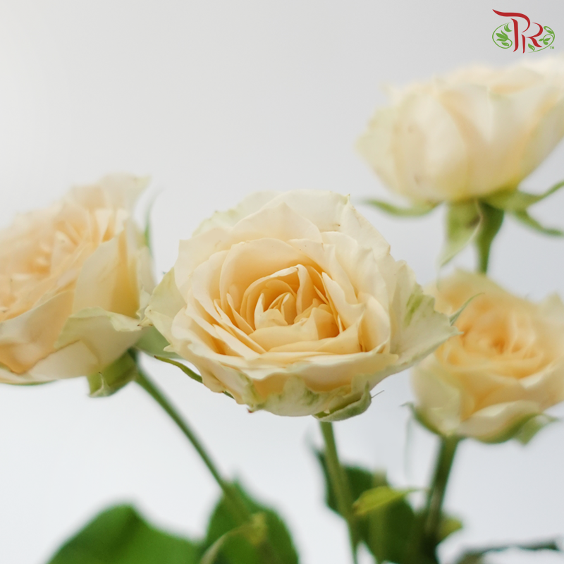 Rose Spray - Light Orange 2 (Per Bunch)