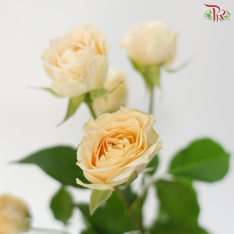 Rose Spray - Light Orange 2 (Per Bunch)