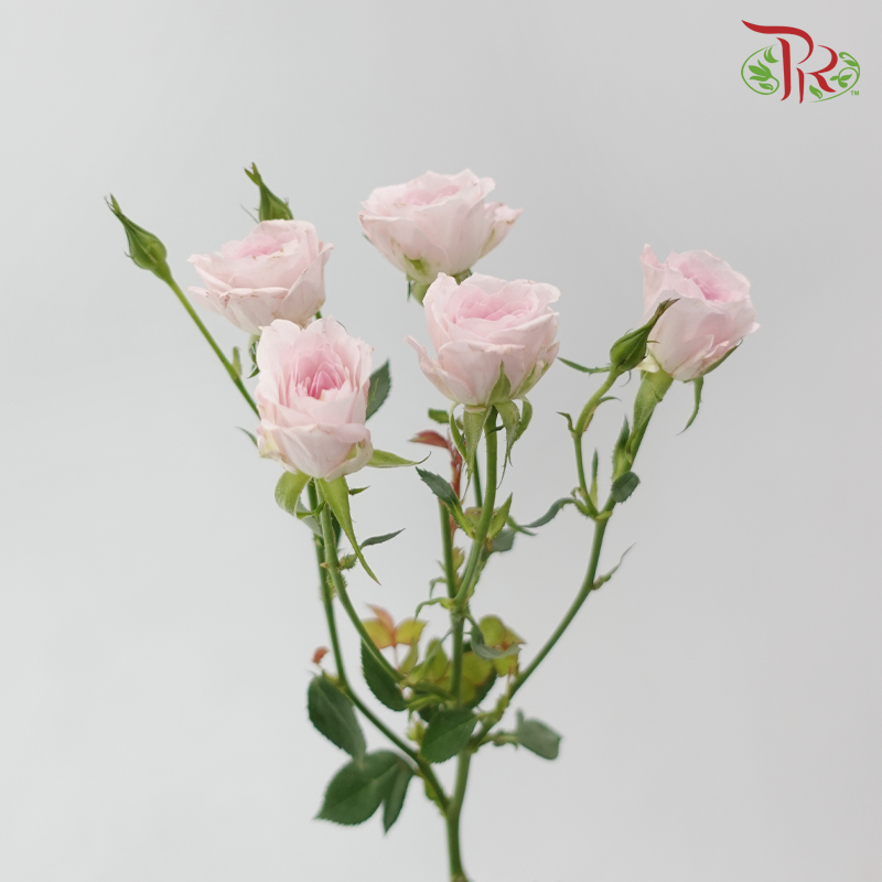 Rose Spray - Baby Lilac (Per Bunch)