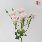 Rose Spray - Baby Lilac (Per Bunch)