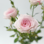 Rose Spray - Baby Lilac (Per Bunch)