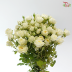 Rose Spray - Moay 暖暖 (Per Bunch)