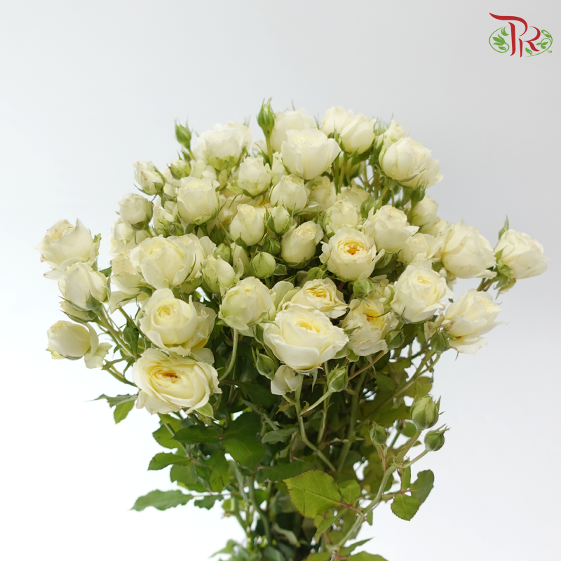 Rose Spray - Moay 暖暖 (Per Bunch)