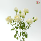 Rose Spray - Moay 暖暖 (Per Bunch)