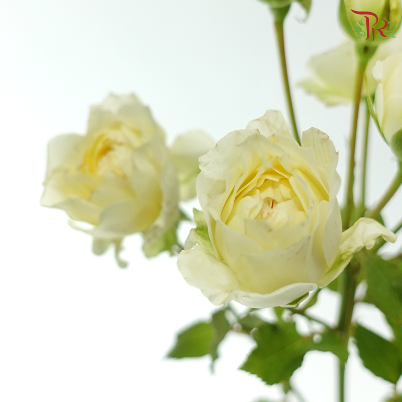 Rose Spray - Moay 暖暖 (Per Bunch)