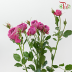 Rose Spray Butterfly - Mulberry Purple (Per Bunch)