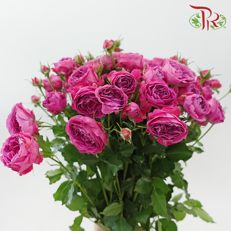 Rose Spray Butterfly - Mulberry Purple (Per Bunch)