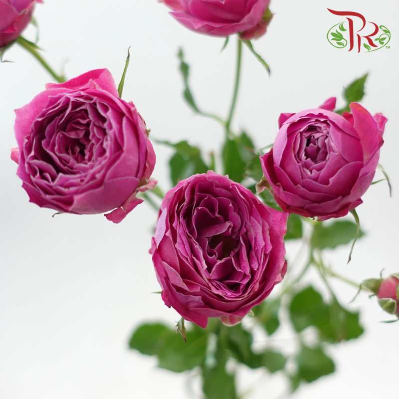 Rose Spray Butterfly - Mulberry Purple (Per Bunch)