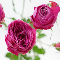 Rose Spray Butterfly - Mulberry Purple (Per Bunch)