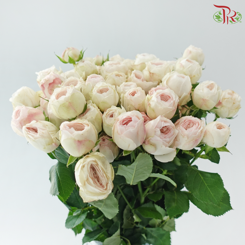 Rose Spray - Kupi Blush Pink (Per Bunch)
