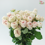 Rose Spray - Kupi Blush Pink (Per Bunch)