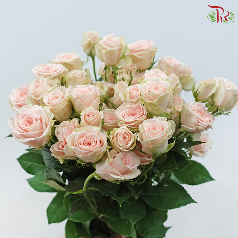 Rose Spray - Sulawesi (10 Stems)