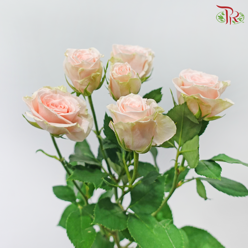 Rose Spray - Sulawesi (10 Stems)