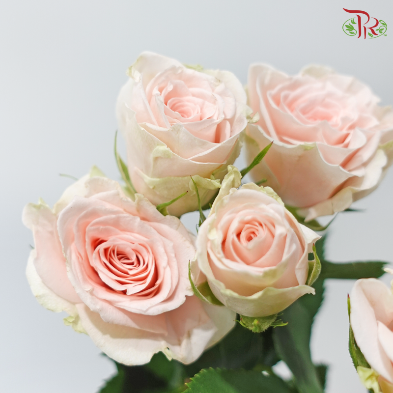 Rose Spray - Sulawesi (10 Stems)