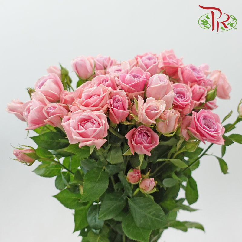 Rose Spray - Sweetheart (Per Bunch)