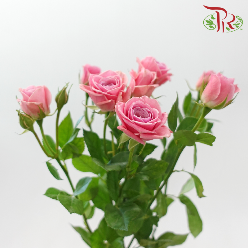 Rose Spray - Sweetheart (Per Bunch)