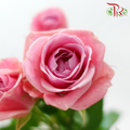 Rose Spray - Sweetheart (Per Bunch)