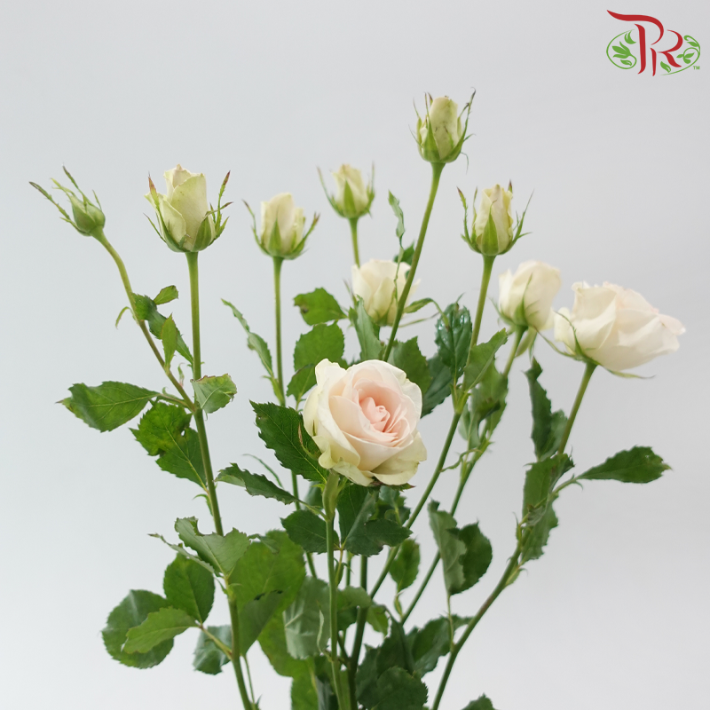 Rose Spray - Champagne Pink (Per Bunch)