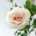 Rose Spray - Champagne Pink (Per Bunch)
