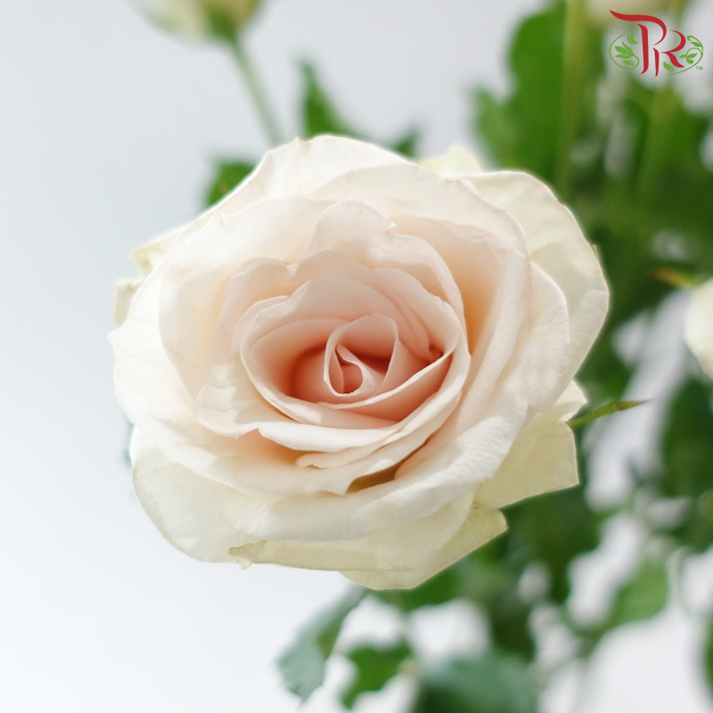 Rose Spray - Champagne Pink (Per Bunch)