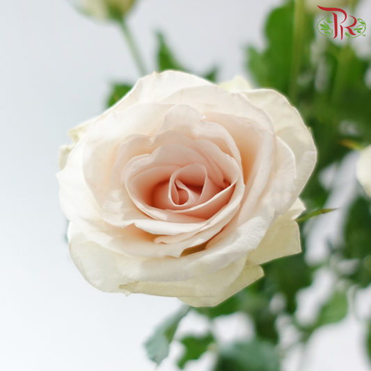 Rose Spray - Champagne Pink (10 Stems)