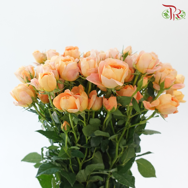 Rose Spray Butterfly - Juliet Orange (Per Bunch)