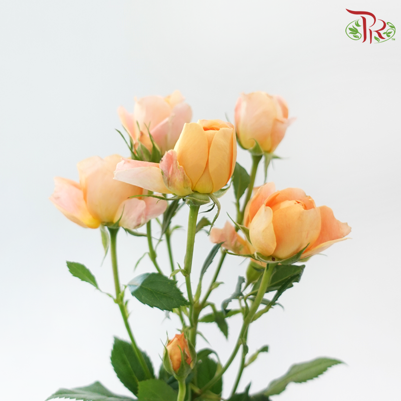 Rose Spray Butterfly - Juliet Orange (10 Stems)