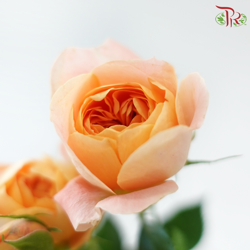 Rose Spray Butterfly - Juliet Orange (10 Stems)