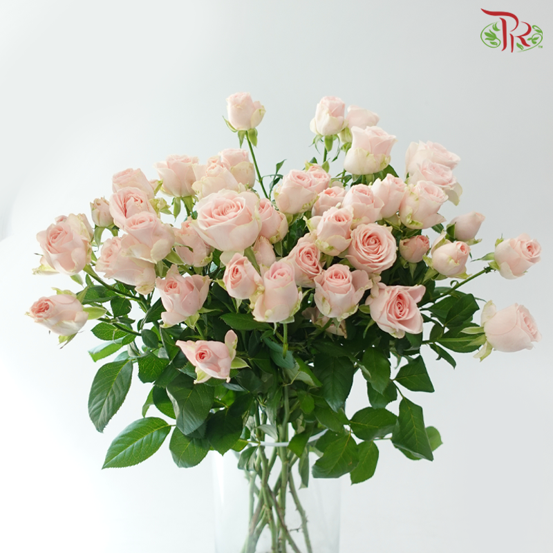 Rose Spray - Gul Amour 可爱女人 (Per Bunch)