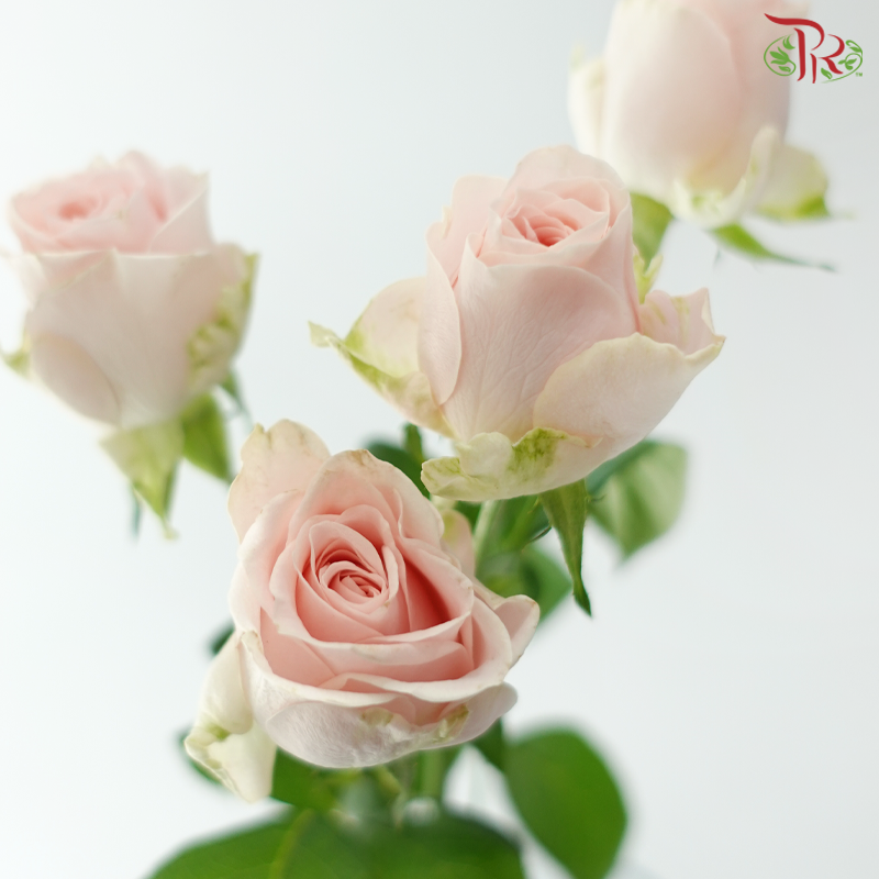 Rose Spray - Gul Amour 可爱女人 (Per Bunch)