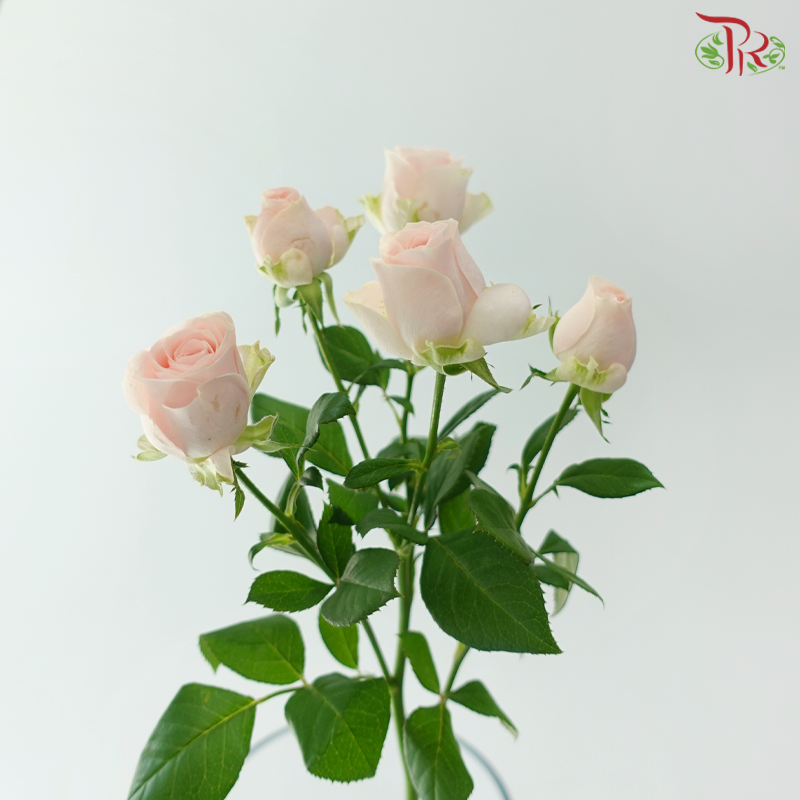 Rose Spray - Gul Amour 可爱女人 (Per Bunch)