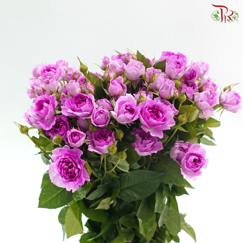 Rose Spray - Plum Sea Anemone 梅子海葵 (Per Bunch)