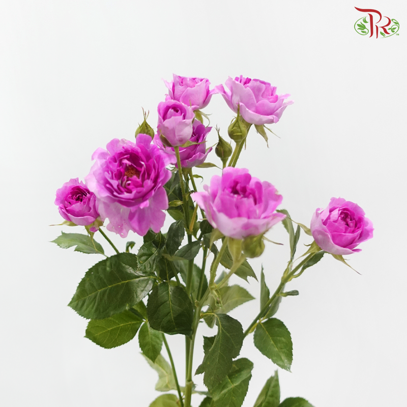 Rose Spray - Plum Sea Anemone 梅子海葵 (Per Bunch)