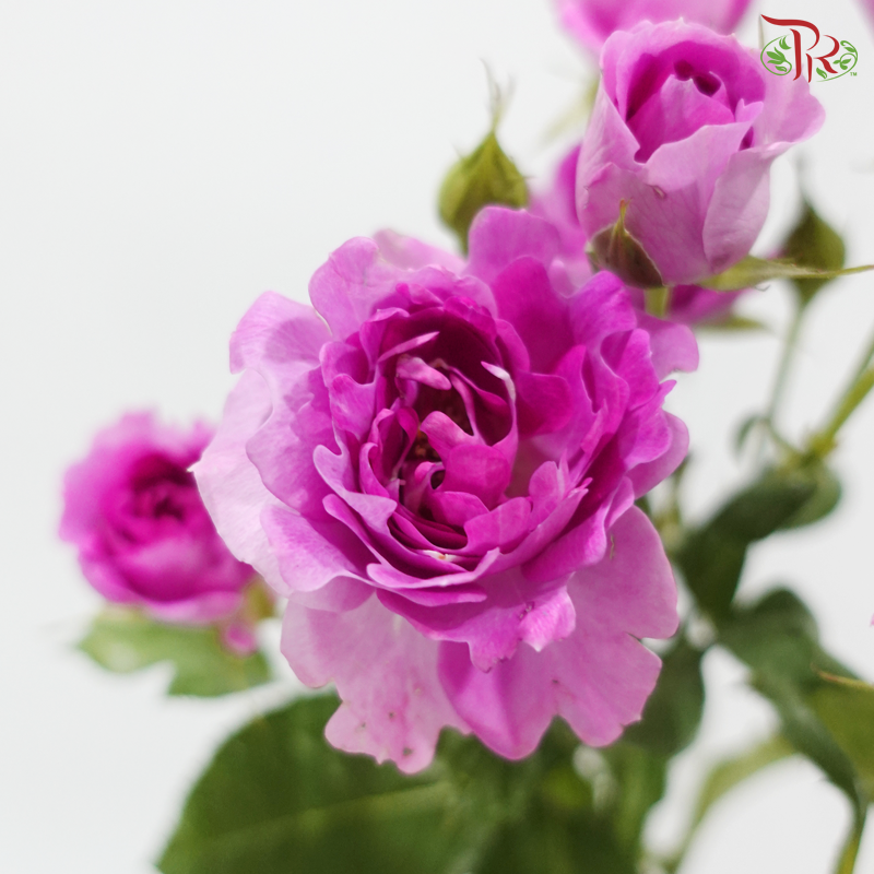 Rose Spray - Plum Sea Anemone 梅子海葵 (Per Bunch)