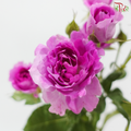 Rose Spray - Plum Sea Anemone 梅子海葵 (Per Bunch)
