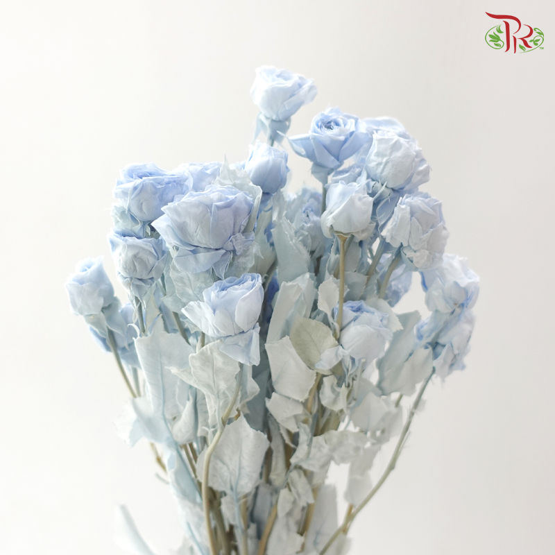 Preservative Rose Spray Bleached - Snow Blue