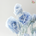 Preservative Rose Spray Bleached - Snow Blue