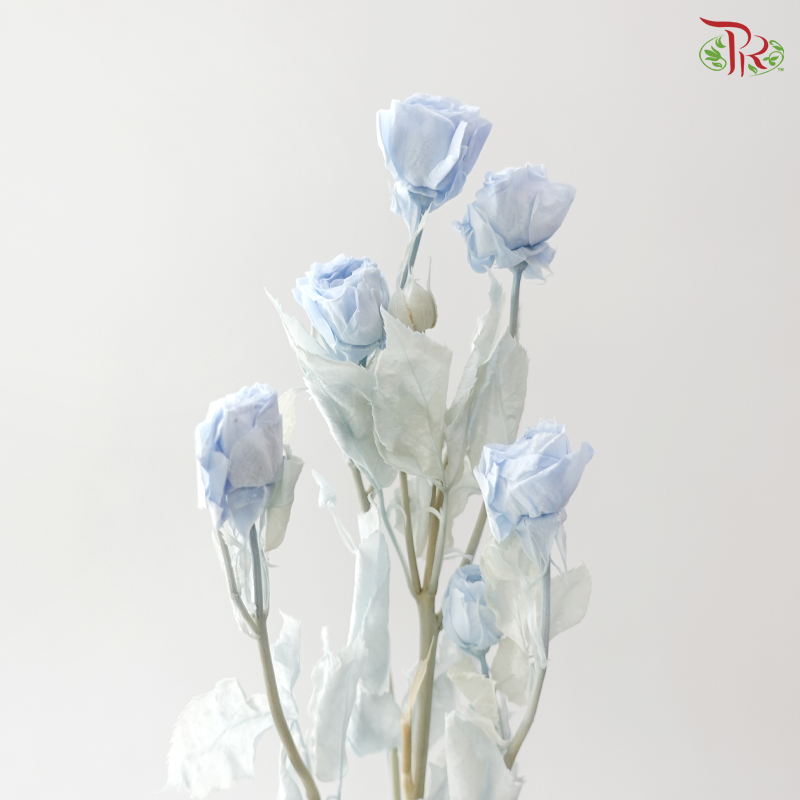 Preservative Rose Spray Bleached - Snow Blue