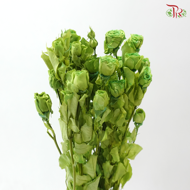 Preservative Rose Spray Bleached - Green