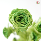 Preservative Rose Spray Bleached - Green