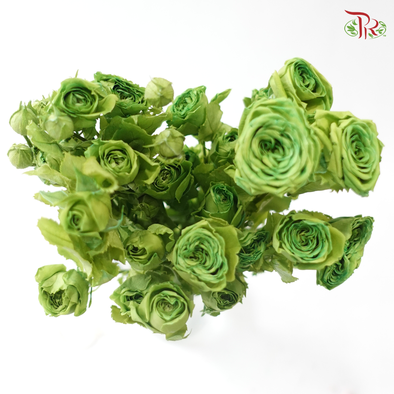 Preservative Rose Spray Bleached - Green