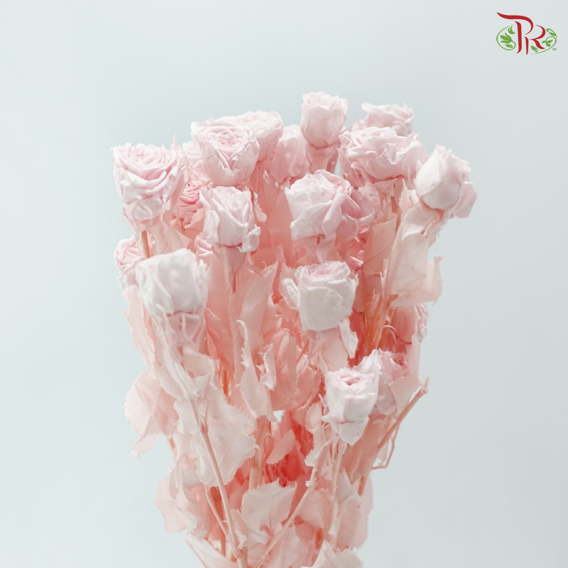 Preservative Rose Spray Bleached - Pink