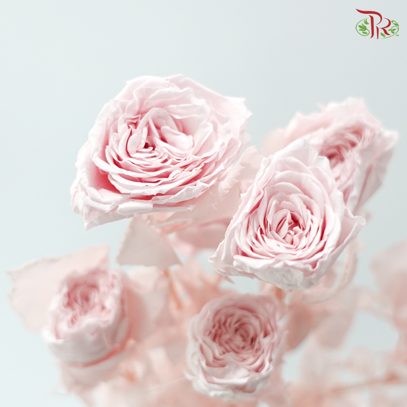 Preservative Rose Spray Bleached - Pink