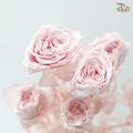Preservative Rose Spray Bleached - Pink