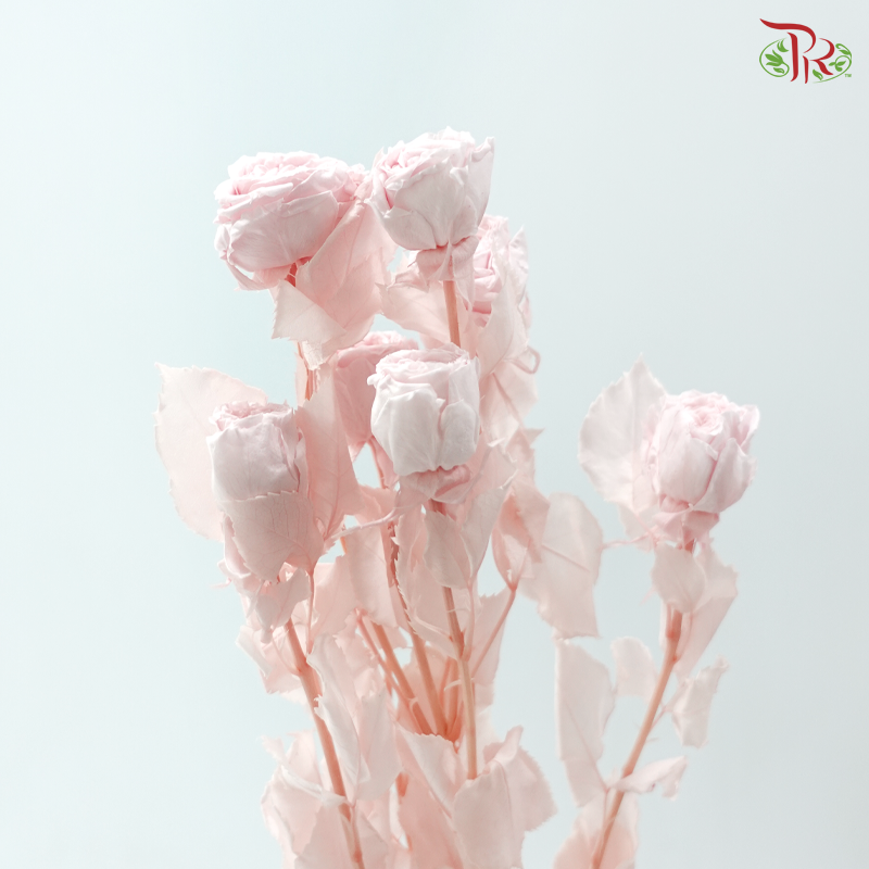 Preservative Rose Spray Bleached - Pink