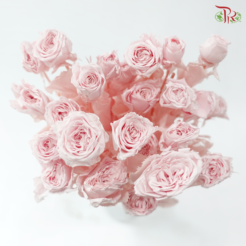 Preservative Rose Spray Bleached - Pink