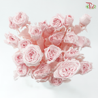 Preservative Rose Spray Bleached - Pink