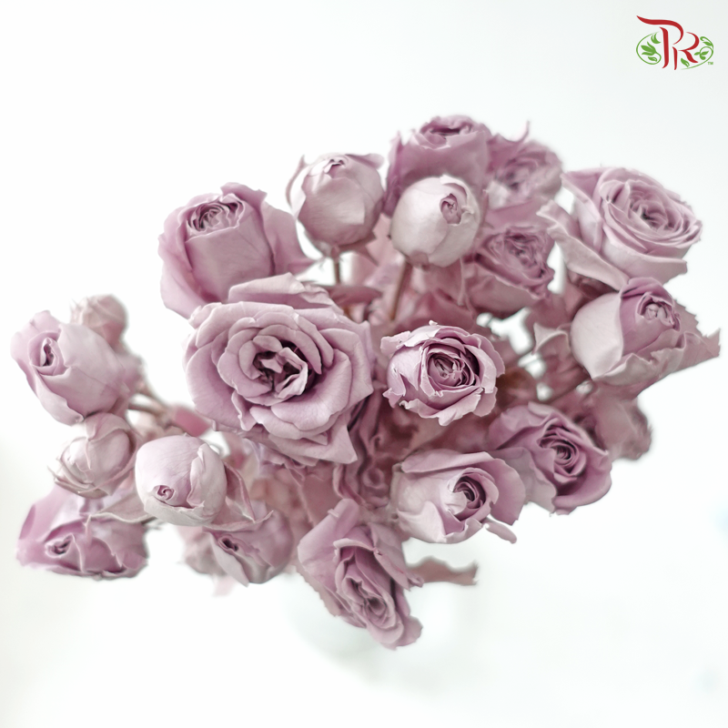 Preservative Rose Spray Bleached - Light Purple