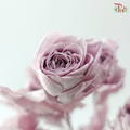Preservative Rose Spray Bleached - Light Purple